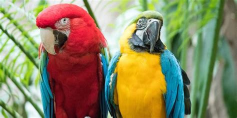 50 Amazing Facts About Gorgeous Macaw Parrots – Your Parrot Cage