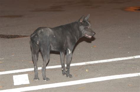 立法會通過修例 駕車撞到貓狗等動物須報警 星島日報