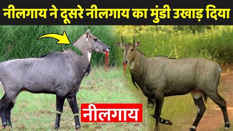 नीलगाय के बारे में जानकारी Facts About Nilgai Nilgai Ke Bare Mein Jankari Youtube