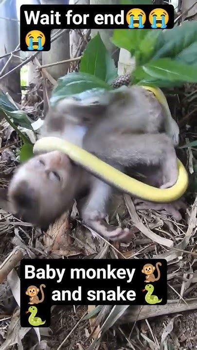 Monkey Baby 🐵🐵shorts Reels Youtubeshorts Snake Shortsviral