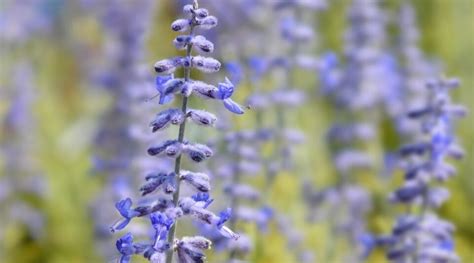 11 Varieties of Russian Sage for Your Garden