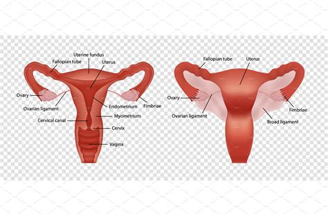 Realistic Female Reproductive System Education Illustrations ~ Creative Market