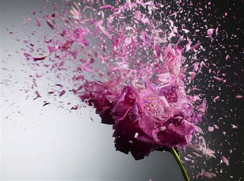 Pink Rose Exploding By Don Farrell Black City By Elizabeth Richards