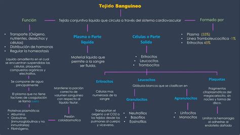 Tejido Sanguíneo y Muscular Cheerful Med uDocz