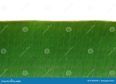 Banana Leaf Stock Image Image Of Green Isolated Closeup 47494549