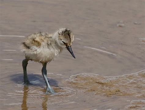 Rye Harbour Nature Reserve Wildlife Sightings May 2024 Sussex