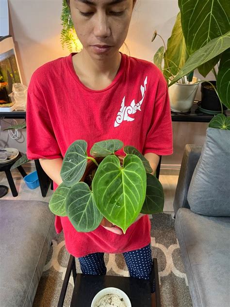 Anthurium King Of Spades Rare Healthy Still Growing Big Furniture