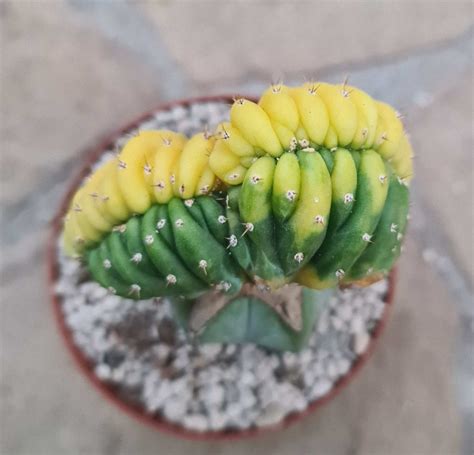 Trichocereus Pachanoi Cv Variegata Cristata Gepfropft