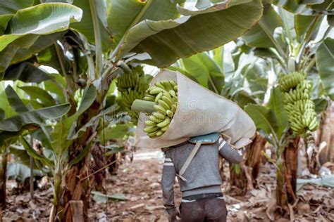 Harvesting on the Banana Plantation Stock Photo - Image of back, farm ...