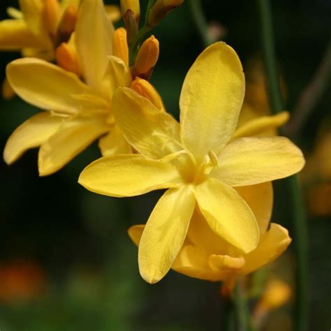 Solfatare 7 50 Crocosmia From Trecanna Nursery UK