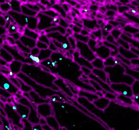 INTER-ORGANELLE COMMUNICATION IN METABOLIC CONTROL — Welcome to the ...