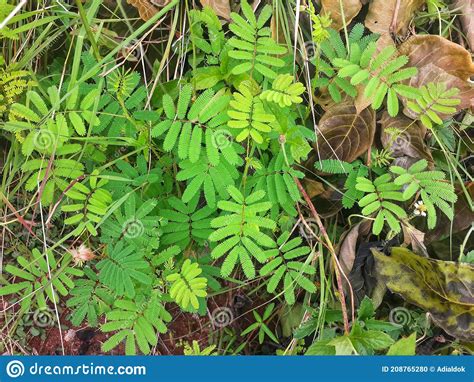 Plantas De Hojas Que Crecen Y Se Desarrollan En El Este De Indonesia