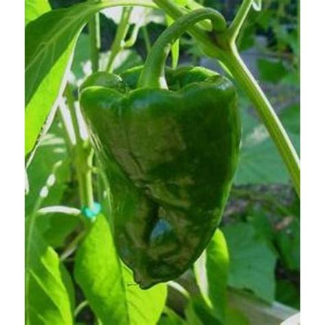 Pepper Hot Poblano Ancho Great Heirloom Vegetable Bulk 1500 Seeds