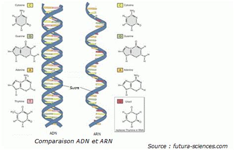 Comparaison Adn Arn La Rage Tpe