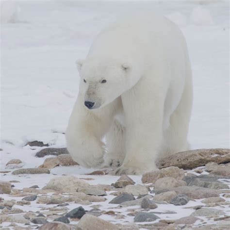 Polar Bears International on Twitter: "How big are polar bears? Adult ...