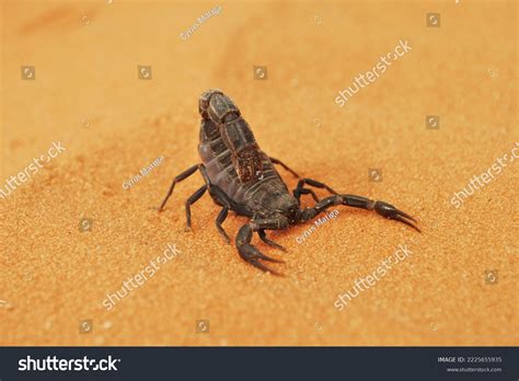 Black Scorpion Saudi Arabian Desert Stock Photo 2225655935 | Shutterstock