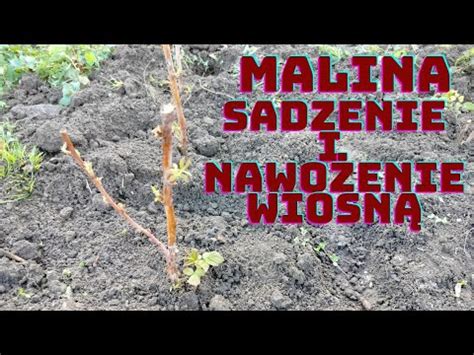 Jak sadzić maliny wiosną jak nawozić maliny wiosną YouTube