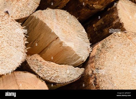 Pile Of Felled Tree Trunks Natural Wooden Background Stock Photo Alamy