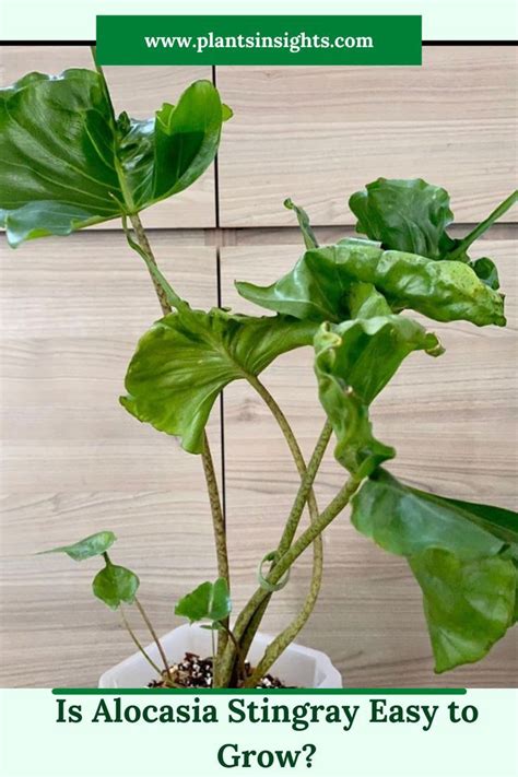 Is Alocasia Stingray Easy To Grow Alocasia Plant Plant Care