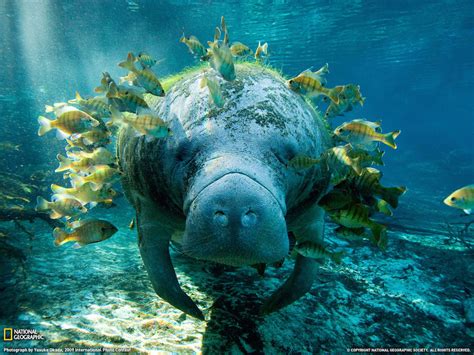 It's Manatee Appreciation Day!