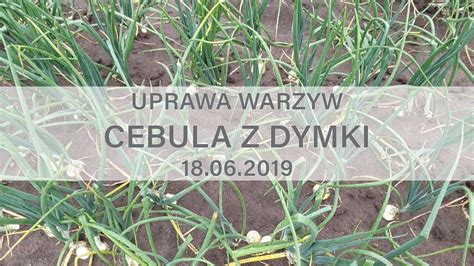 Uprawa Warzyw Cebula Z Dymki 18 06 2019 YouTube