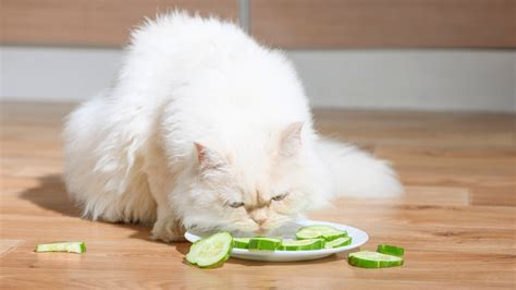 Can Cats Eat Lettuce Is This Leafy Vegetable Safe For Cats Purina