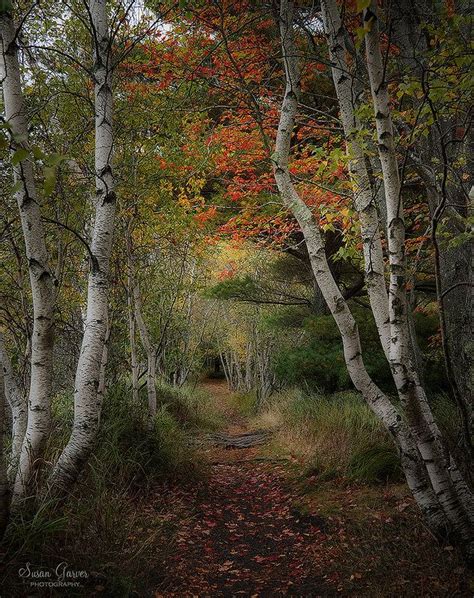 Birch Trees Acadia National Park Maine Acadia National Park Maine