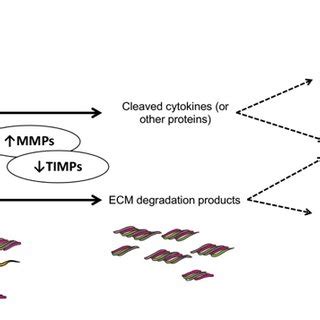 Matrix Metalloproteinases Tissue Inhibitors Of Metalloproteinases