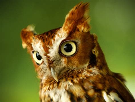 Owl Images