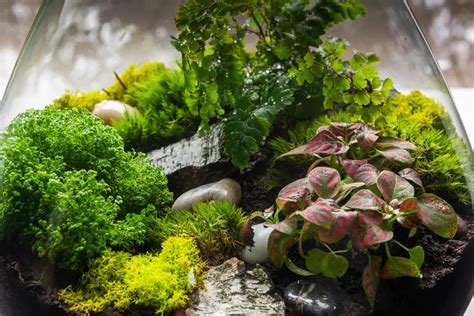 easy closed terrarium plants sprouts  stems