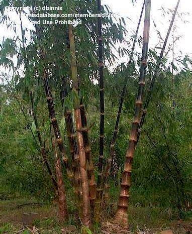 PlantFiles Pictures Dendrocalamus Giant Black Bamboo Betung Hitam