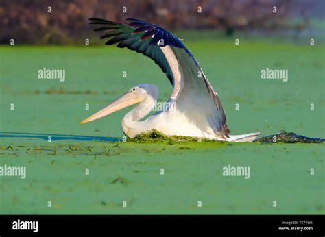 Adult Dalmatian Pelican Kerkini Hi Res Stock Photography And Images Alamy