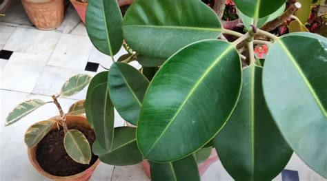 How To Propagate Rubber Plant The 1 Best Ultimate Guide