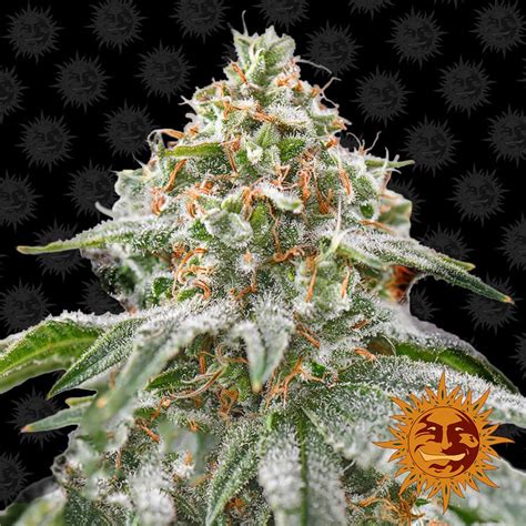 Pink Kush Feminised Seeds | Barney's Farm Seeds | Cannabis Seeds