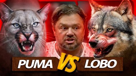 Introducir Imagen Lobos Vs Pumas Abzlocal Mx