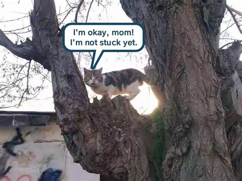 Oh good. No worries then | Funny cat memes, Silly cats, Funny animals