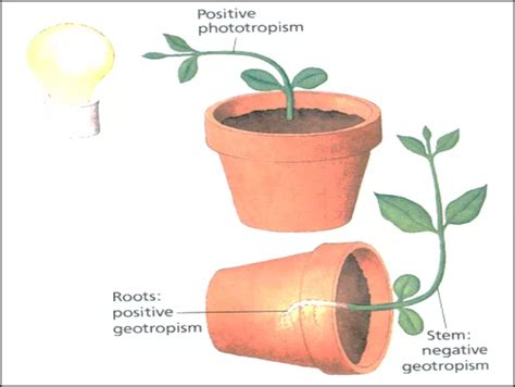 Gravitropism Examples