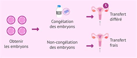 Transfert D Embryons Traitement Et Recommandations