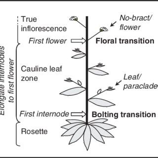 PDF An Assessment Of Morphogenetic Fluctuation During Reproductive