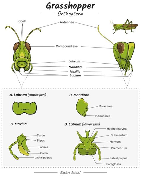 Premium Vector | Grasshopper Anatomy head