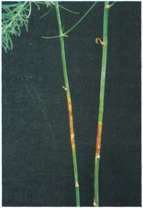 An Advanced Stage Of Brown Spot On Asparagus Stem Caused By Curvularia