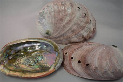 Nessastores Red Abalone Sea Shell One Side Polished Beach Craft