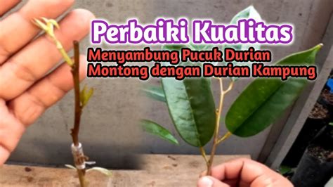 Perbaiki Kualitas Bibit Durian Sambung Pucuk Durian Montong Dengan