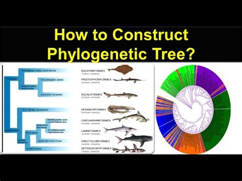 ITOL Phylogenetic Tree Attractive Tree Of Life Phylogenetic Tree Easy