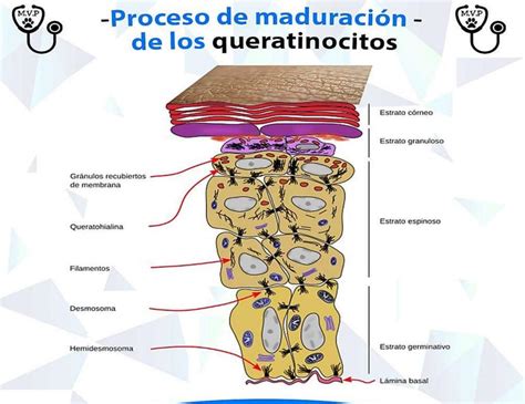 La piel y su maduración fraii uDocz