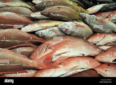 Snapper Red Hi Res Stock Photography And Images Alamy