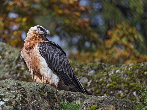 30 Bearded Vulture Facts About The Bone Eating Bird Of Prey