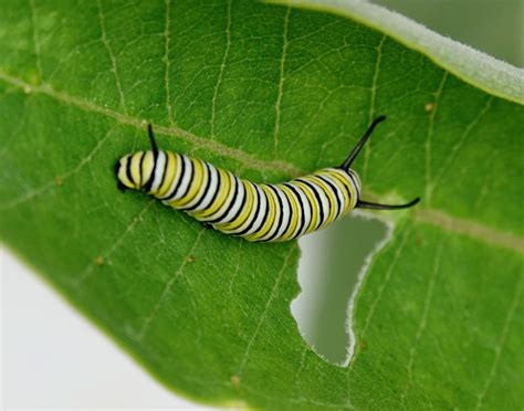 Monarch Caterpillar 81320 Sharon Friends Of Conservation