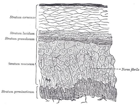 [figure The Common Integument Section Of ] Statpearls Ncbi