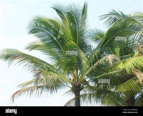 Closeup Of The Palm Trees Foliage Stock Photo Alamy